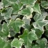 Hedera Helix 'Glacier' C1.5 30-40 Cm