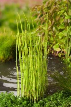 Equisetum Fluviatile P9 Cm