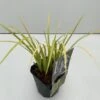 Acorus Gramineus 'Golden Delight' C1 Cm
