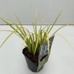 Acorus Gramineus 'Golden Delight' C1 Cm