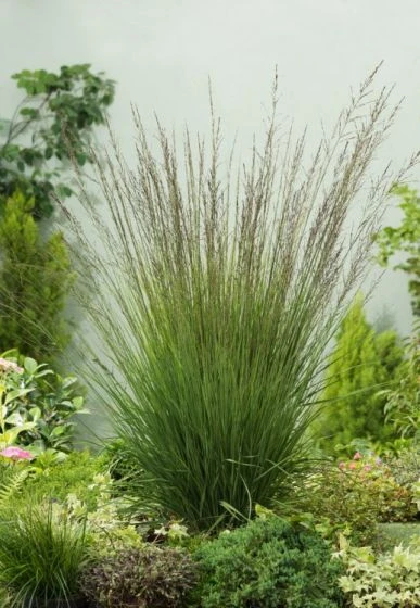 Molinia Caerulea 'Edith Dudszus' C2 Cm 1 Molinia Caerulea 'Edith Dudszus' C2 Cm