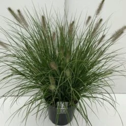 Pennisetum Alopecuroides 'Hameln' C10 Cm 5 Pennisetum Alopecuroides 'Hameln' C10 Cm -Tuinbenodigdheden Verkoop 2024 Z1DH6ZAB 20db