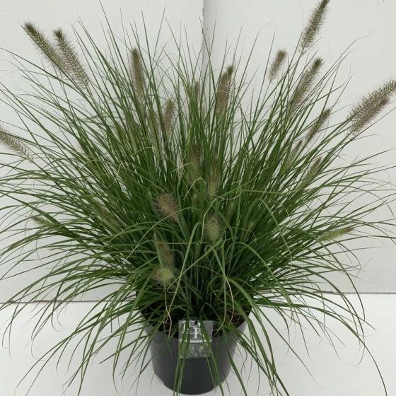 Pennisetum Alopecuroides 'Hameln' C10 Cm 3 Pennisetum Alopecuroides 'Hameln' C10 Cm - Afbeelding 3