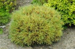 Thuja Occidentalis 'Mr Bowling Ball' C3 25-30 Cm