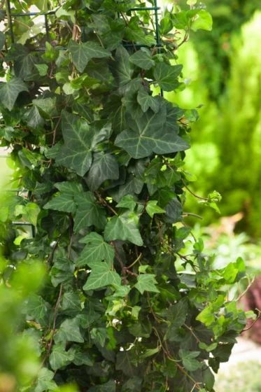 Hedera Helix 'Shamrock' C2 60-80 Cm 1 Hedera Helix 'Shamrock' C2 60-80 Cm