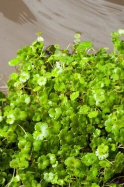 Hydrocotyle Novae-zelandiae M11 Cm -Tuinbenodigdheden Verkoop 2024 Z563T6N4 7575