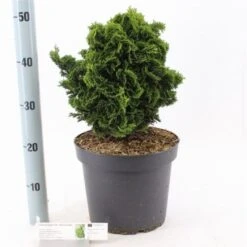 Chamaecyparis Obtusa 'Nana Gracilis' C7.5 30-35 Cm