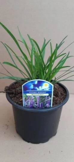 Liriope Muscari C2 Cm -Tuinbenodigdheden Verkoop 2024 Z66X4KEB ddf1