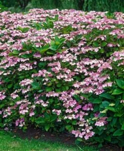 Hydrangea Aspera Sargentiana C15 40-60 Cm