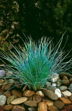 Festuca Glauca 'Uchte' P9 Cm