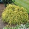 Chamaecyparis Pisifera 'Sungold' C5 30-40 Cm