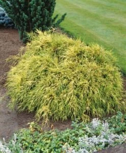 Chamaecyparis Pisifera 'Sungold' C5 30-40 Cm