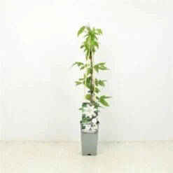 Clematis 'Snow Queen' C2 60-70 Cm