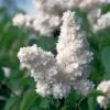 Syringa Vulgaris 'Monique Lemoine' C10 60-70 Cm