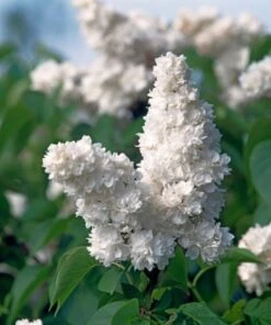 Syringa Vulgaris 'Monique Lemoine' C10 60-70 Cm