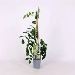 Wisteria Macrostachya 'Blue Moon' C2 60-70 Cm