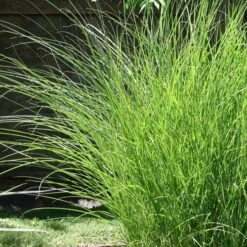 Prachtriet 'Gracillimus'