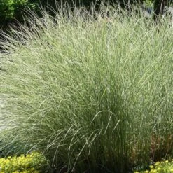 Prachtriet 'Morning Light'