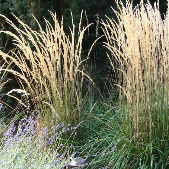 Struisriet 'Karl Foerster' 1 Struisriet 'Karl Foerster'