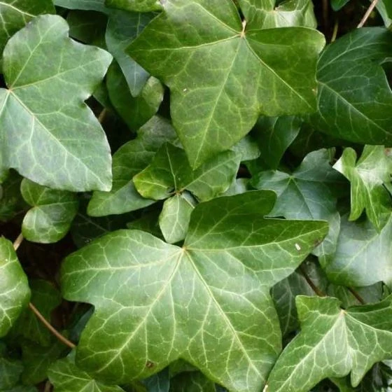 Ierse Klimop 1 Ierse Klimop