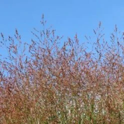 Nieuwkomers -Tuinbenodigdheden Verkoop 2024 heiliger hain siergras a4f6