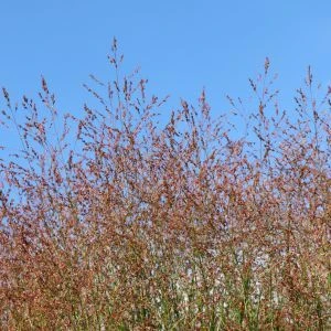 Vingergras 'Heiliger Hain' 2 Vingergras 'Heiliger Hain' - Afbeelding 2