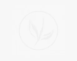 Chamaecyparis Lawsoniana 'White Spot' C3.5 40-50 Cm