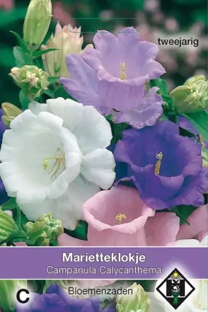 Campanula medium ‘Calycanthema‘ - marietteklokje - Scherpe prijs