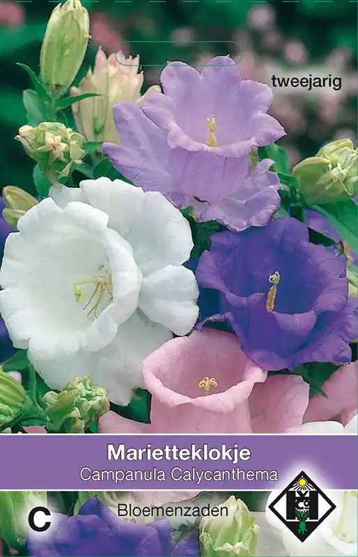 Campanula medium ‘Calycanthema‘ - marietteklokje - Scherpe prijs