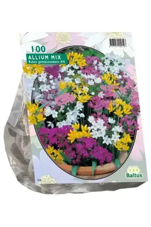Allium | Lage prijs