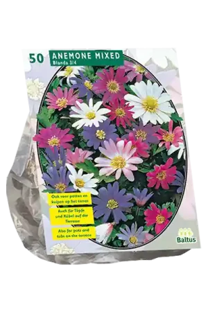 Anemone Blanda, mix per 50 - Vanaf nu beschikbaar
