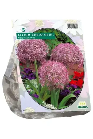 Allium Albopilosum Christophii - Veilig betalen