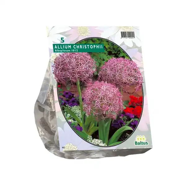 Allium Albopilosum Christophii - Veilig betalen