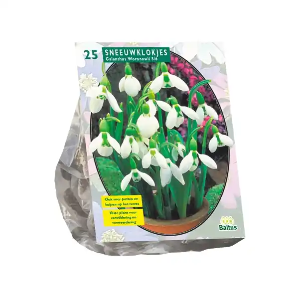 Snelle verzending | Galanthus Woronowii