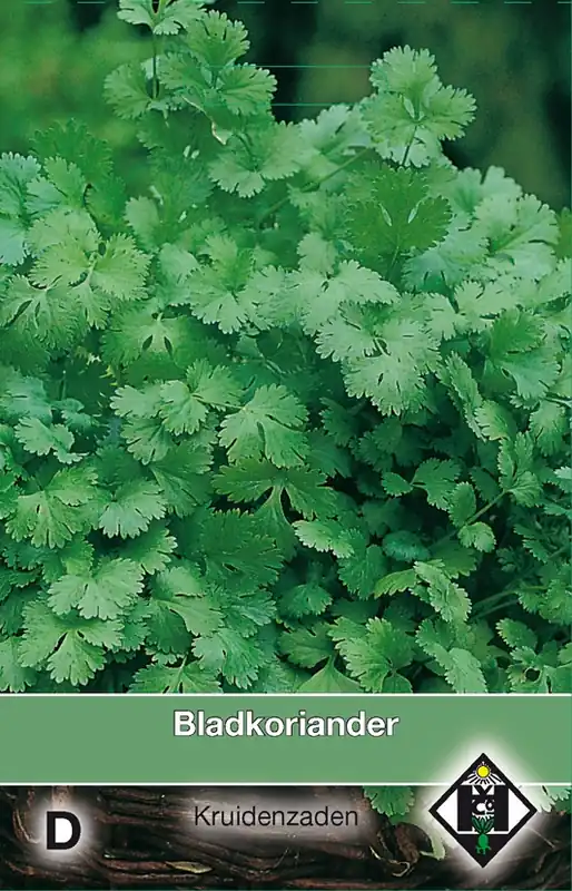 Bladkoriander / Coriandrum - Nieuw product