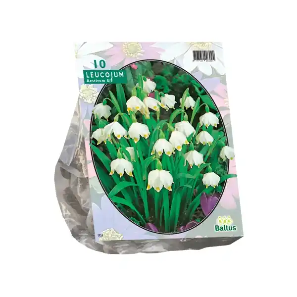 Leucojum | Snelle verzending