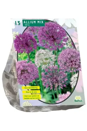 Allium Paars-Wit - Klantfavoriet