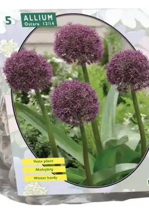 Eenvoudig retourneren | Allium Ostara