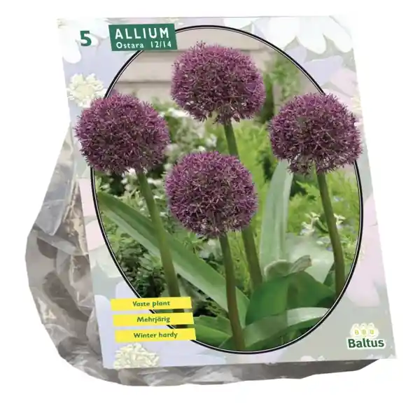 Eenvoudig retourneren | Allium Ostara