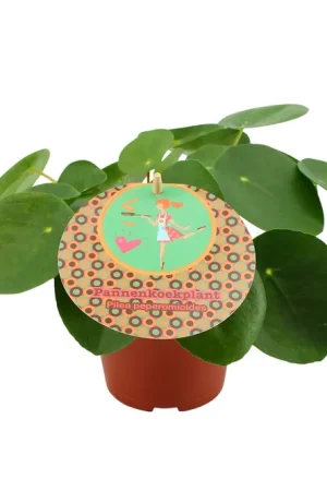 Bestel nu | Pilea peperomioides Ø15 cm