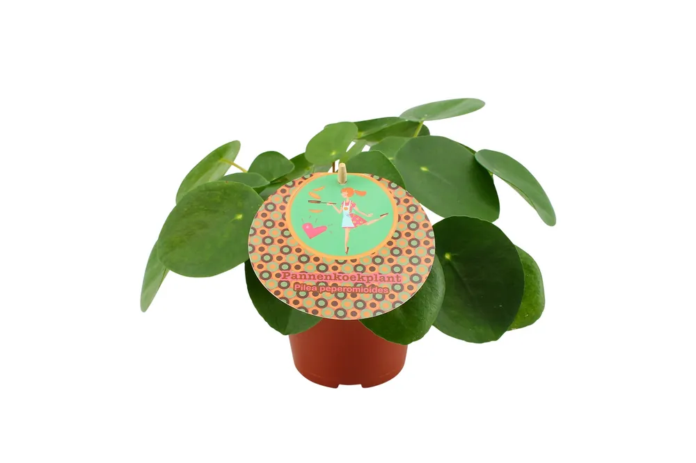 Bestel nu | Pilea peperomioides Ø15 cm