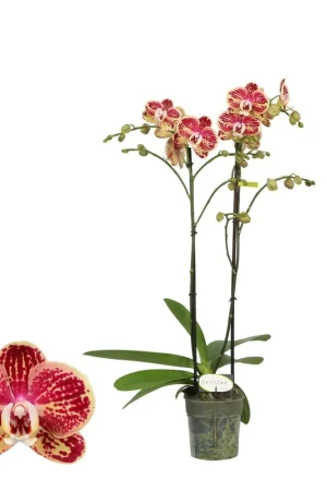 Optistar orchidee Spears | Nog maar enkele beschikbaar