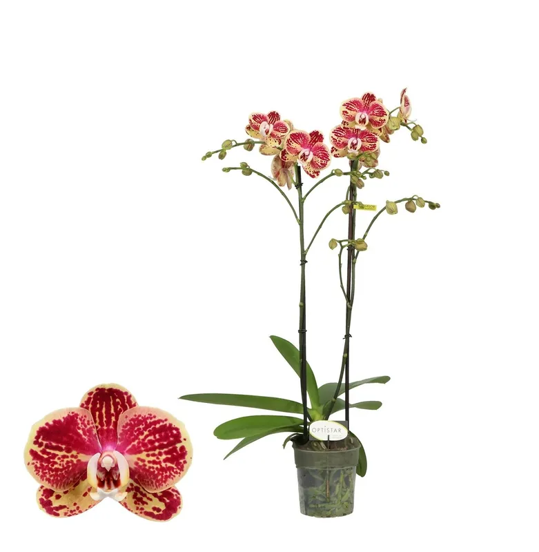 Optistar orchidee Spears | Nog maar enkele beschikbaar
