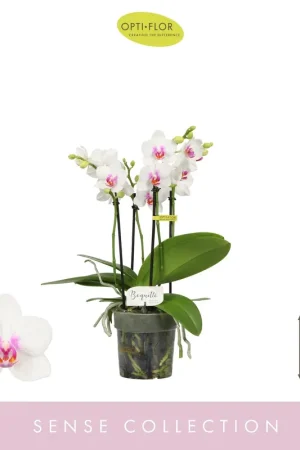 Opti-flor orchidee Boquetto Passione - Outlet