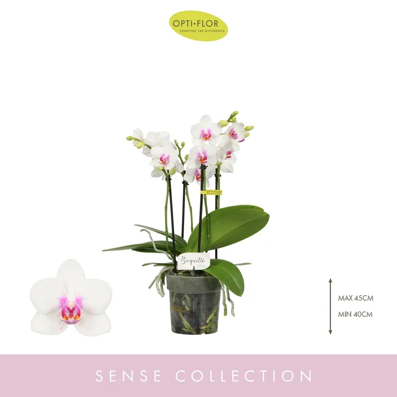 Opti-flor orchidee Boquetto Passione - Outlet
