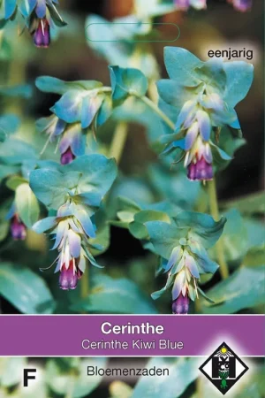 Cerinthe major Purpurescens Kiwi Blue - Veilige betaling