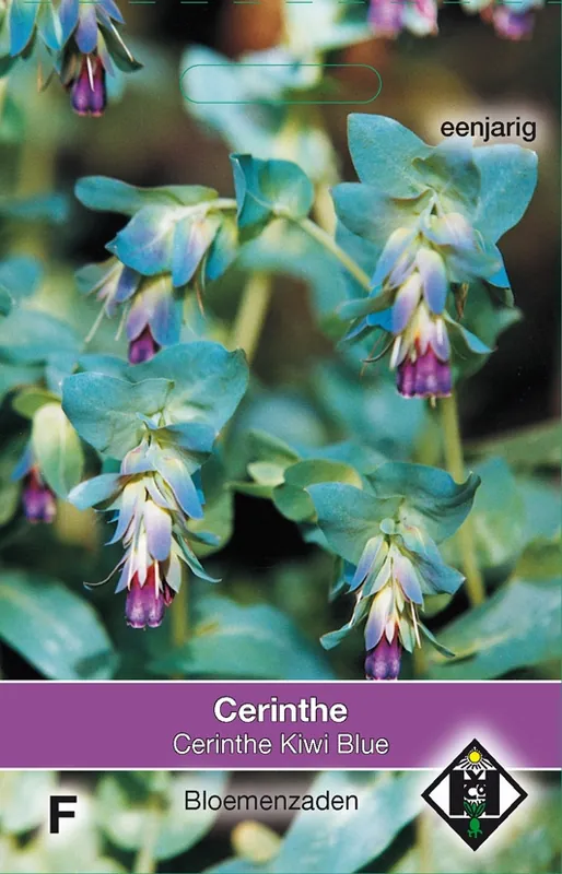 Cerinthe major Purpurescens Kiwi Blue - Veilige betaling