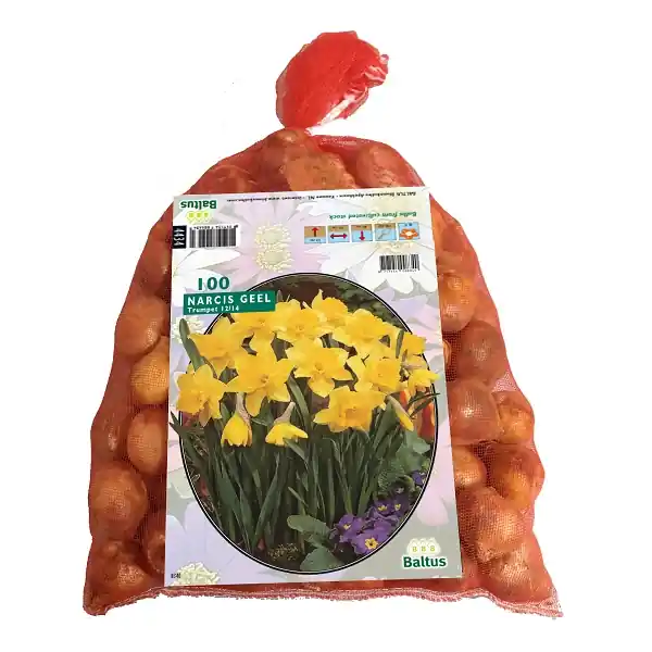 Narcis Geel | Voeg toe aan winkelwagen