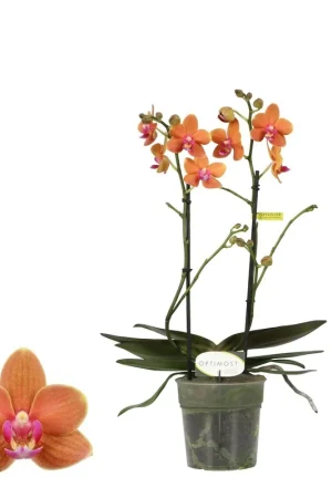Optimost orchidee Paprika - Actieprijs