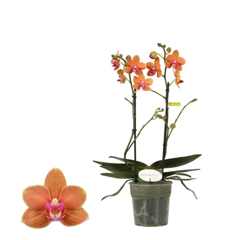 Optimost orchidee Paprika - Actieprijs